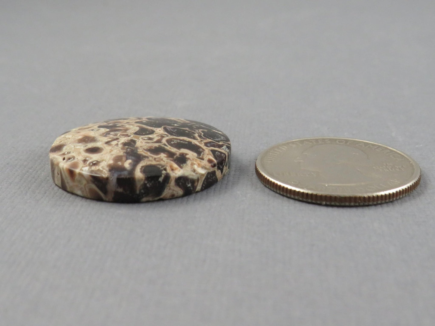 Fossilized Palm Root Cabochon Round | Palm Root Eye | 27x27mm, 23.6ct | Indonesia | PRA108 - Gem Enthusiast