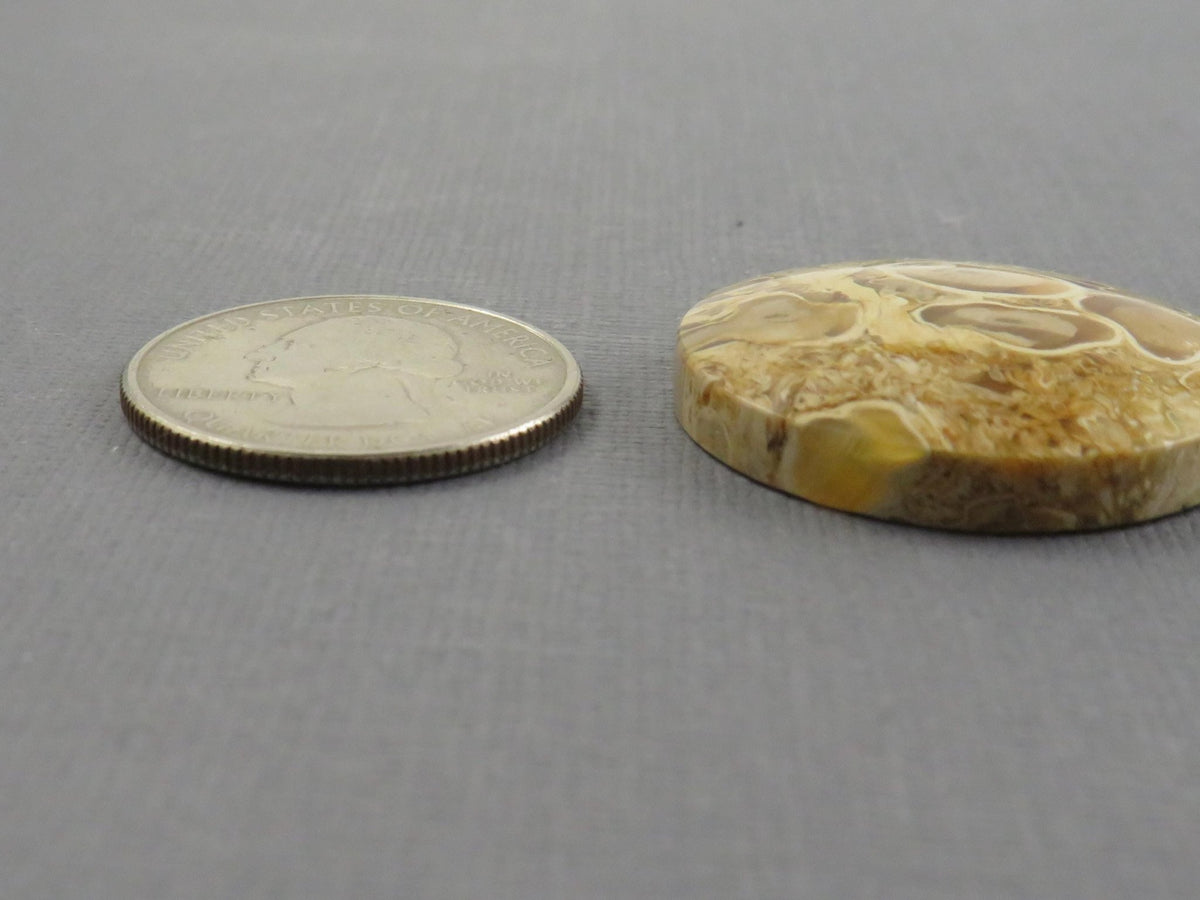 Golden Yellow Fossil Palm Root Round Cabochon | Pendant Stone | 30x30mm, 44ct | Indonesia | PRA123 - Gem Enthusiast