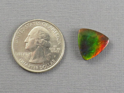 Canadian Ammolite Cabochon Triangle | Korite | 14x14mm, 7.35ct | AC105 - Gem Enthusiast