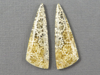 Fossilized Coral Cabochon | Agatized Coral | 34.5x12mm, 20.5ct | Indonesia | FC104 - Gem Enthusiast