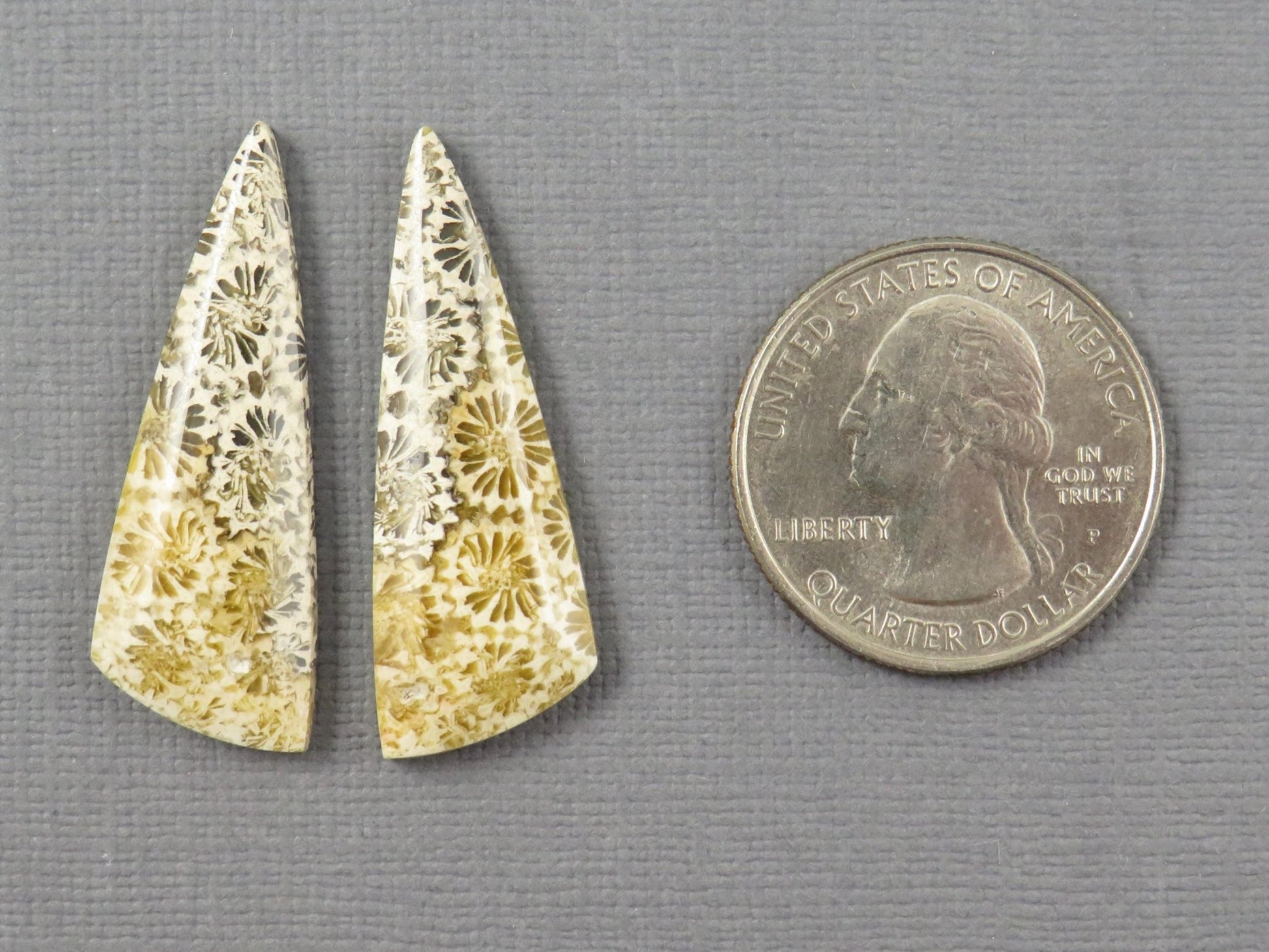 Fossilized Coral Cabochon | Agatized Coral | 34.5x12mm, 20.5ct | Indonesia | FC104 - Gem Enthusiast