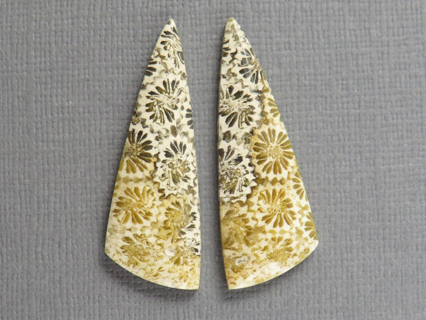 Fossilized Coral Cabochon | Agatized Coral | 34.5x12mm, 20.5ct | Indonesia | FC104 - Gem Enthusiast