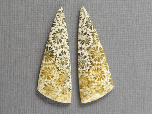 Fossilized Coral Cabochon | Agatized Coral | 34.5x12mm, 20.5ct | Indonesia | FC104 - Gem Enthusiast