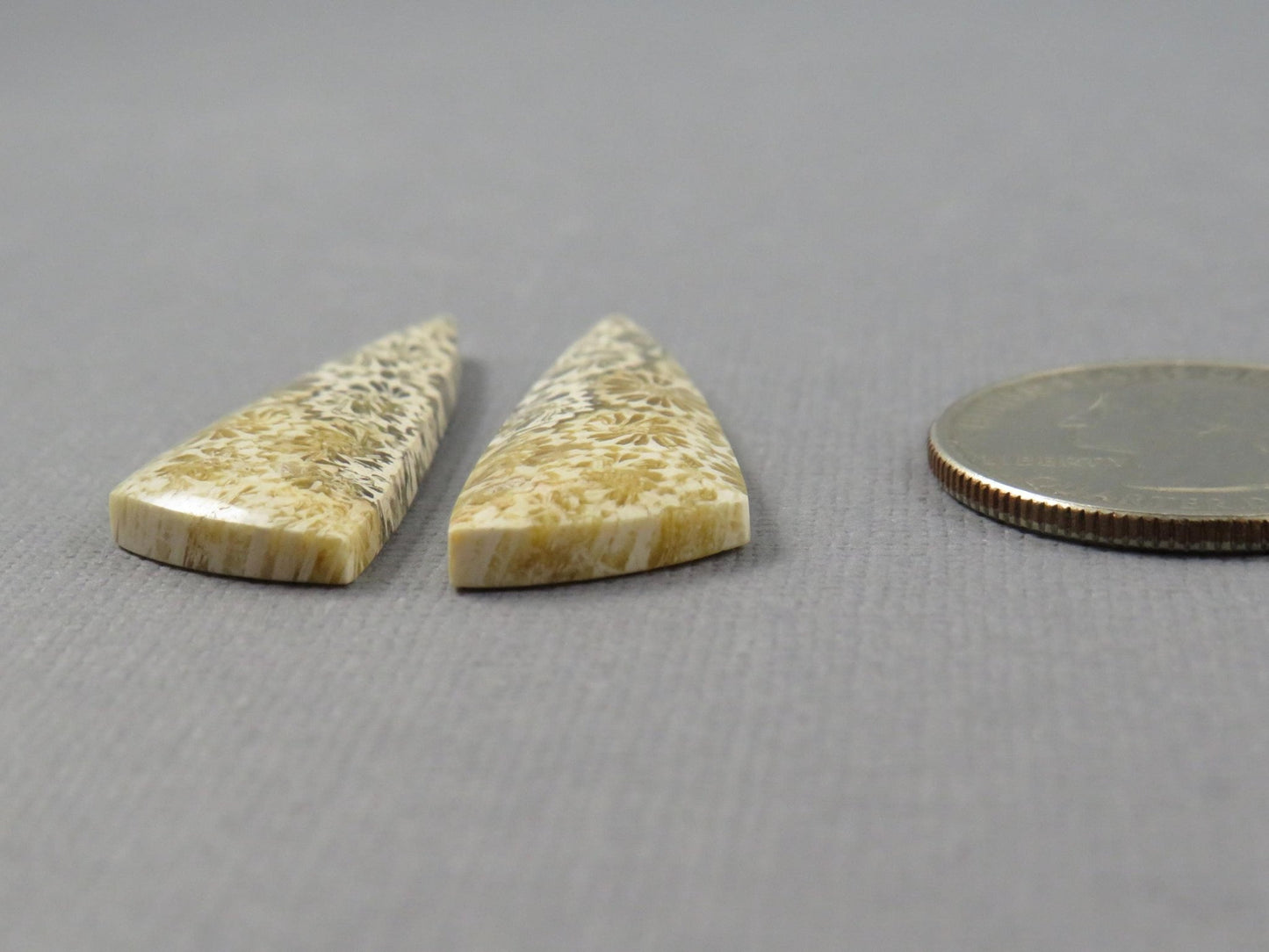 Fossilized Coral Cabochon | Agatized Coral | 34.5x12mm, 20.5ct | Indonesia | FC104 - Gem Enthusiast