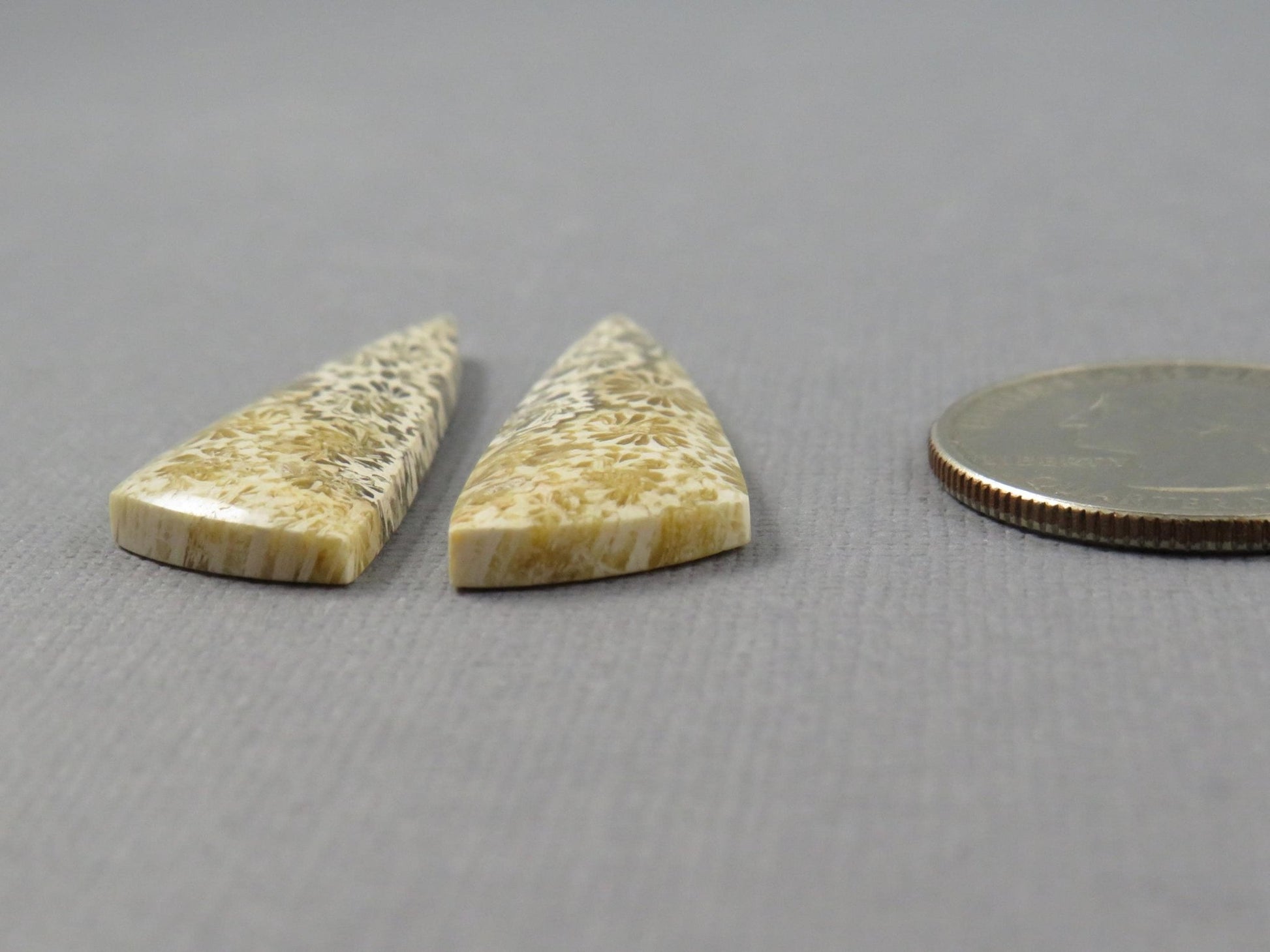 Fossilized Coral Cabochon | Agatized Coral | 34.5x12mm, 20.5ct | Indonesia | FC104 - Gem Enthusiast