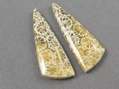 Fossilized Coral Cabochon | Agatized Coral | 34.5x12mm, 20.5ct | Indonesia | FC104 - Gem Enthusiast