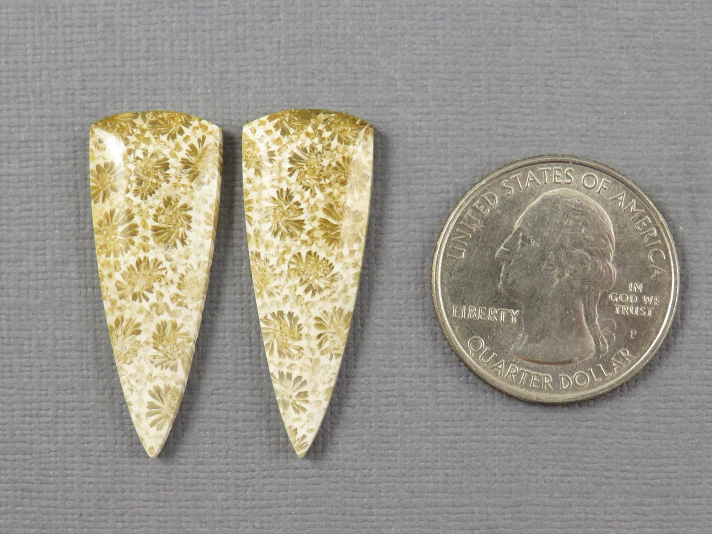 Fossilized Coral Cabochon | Agatized Coral | 34x13mm, 22.5ct | Per Pair | Indonesia | FC103 - Gem Enthusiast