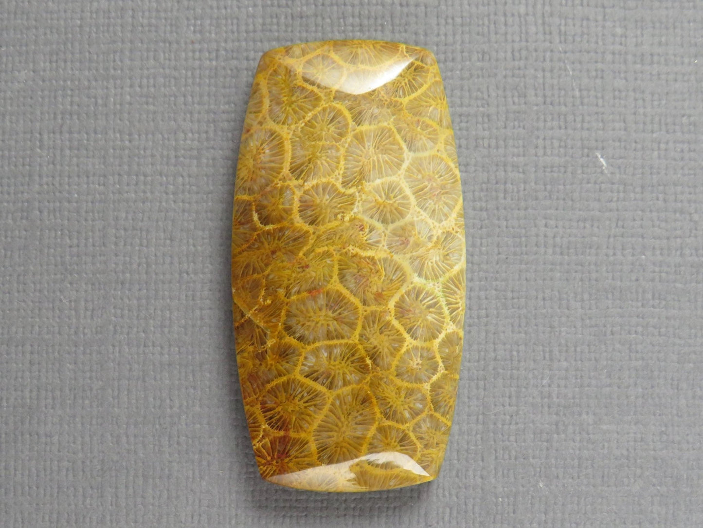 Fossilized Coral Cabochon | Agatized Coral | 40x21mm, 68ct | Indonesia | FC101 - Gem Enthusiast