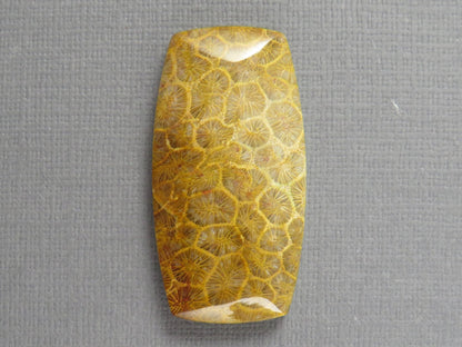 Fossilized Coral Cabochon | Agatized Coral | 40x21mm, 68ct | Indonesia | FC101 - Gem Enthusiast