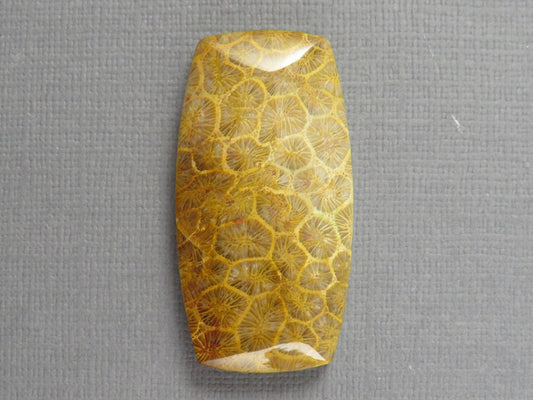 Fossilized Coral Cabochon | Agatized Coral | 40x21mm, 68ct | Indonesia | FC101 - Gem Enthusiast