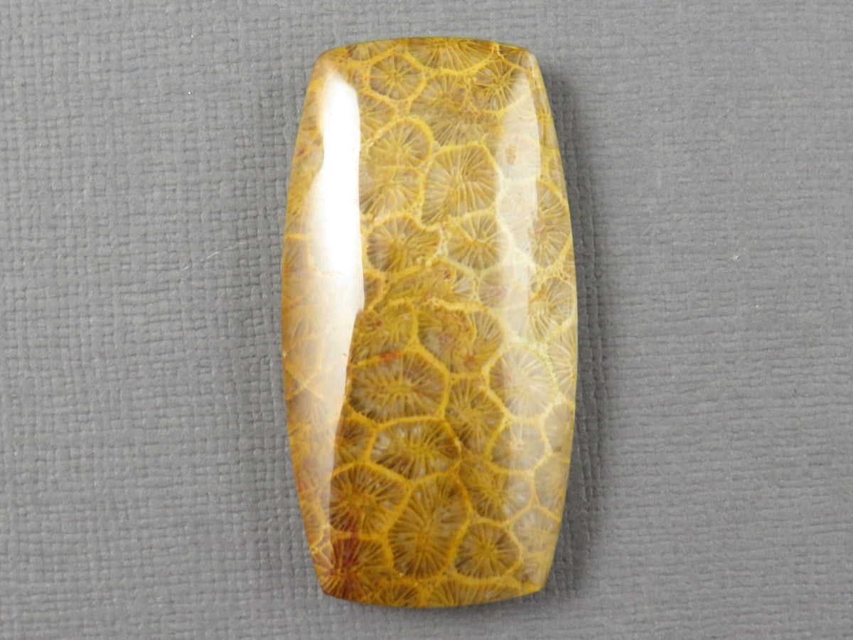 Fossilized Coral Cabochon | Agatized Coral | 40x21mm, 68ct | Indonesia | FC101 - Gem Enthusiast