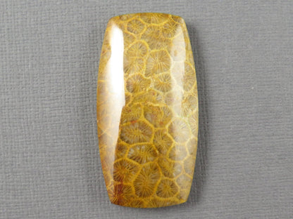 Fossilized Coral Cabochon | Agatized Coral | 40x21mm, 68ct | Indonesia | FC101 - Gem Enthusiast