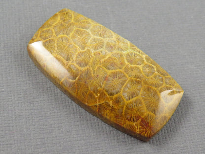 Fossilized Coral Cabochon | Agatized Coral | 40x21mm, 68ct | Indonesia | FC101 - Gem Enthusiast
