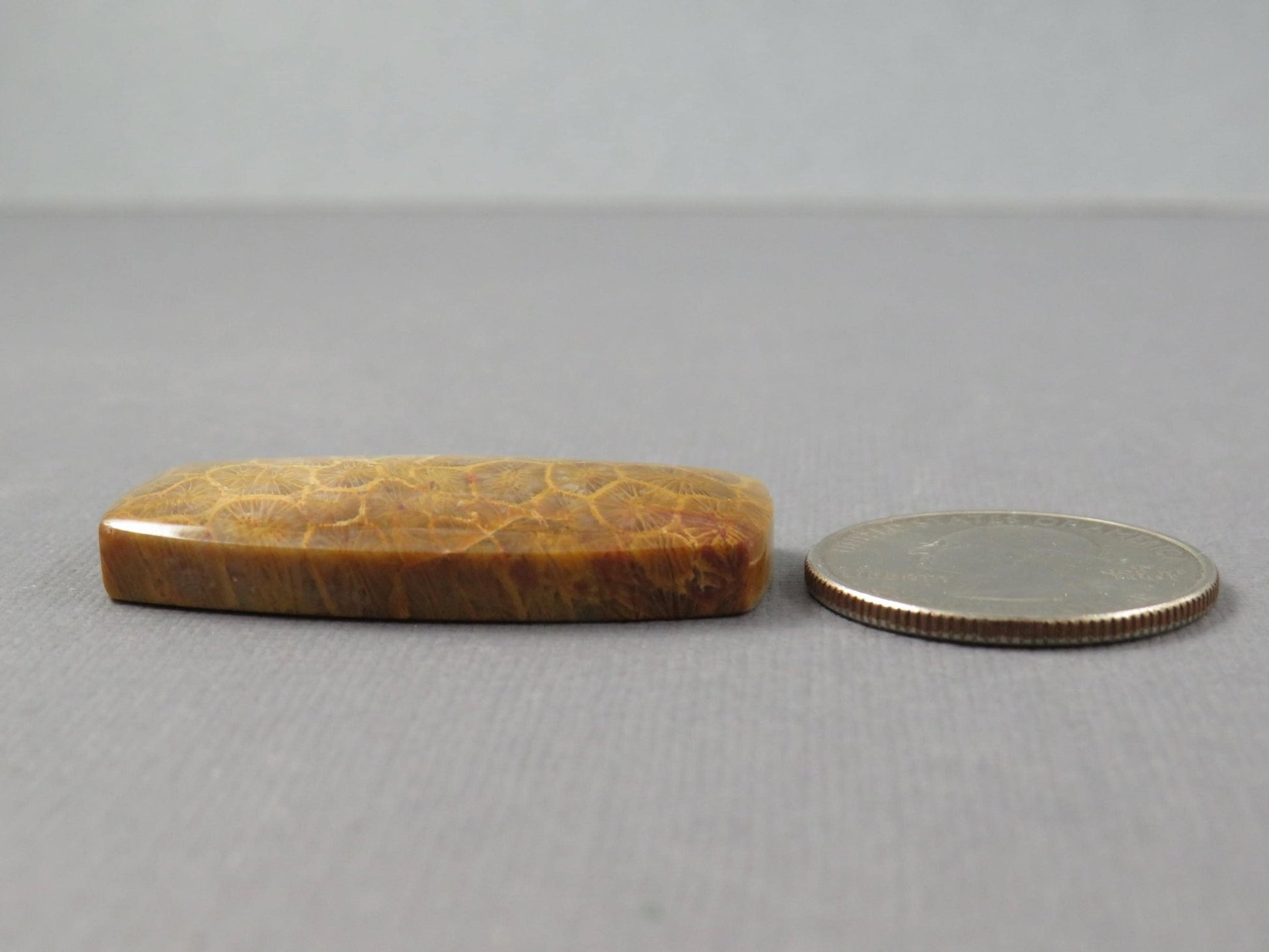 Fossilized Coral Cabochon | Agatized Coral | 40x21mm, 68ct | Indonesia | FC101 - Gem Enthusiast