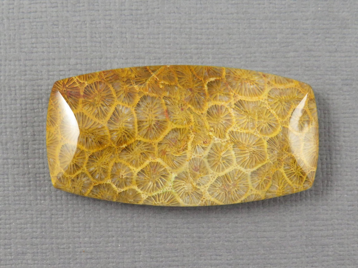 Fossilized Coral Cabochon | Agatized Coral | 40x21mm, 68ct | Indonesia | FC101 - Gem Enthusiast