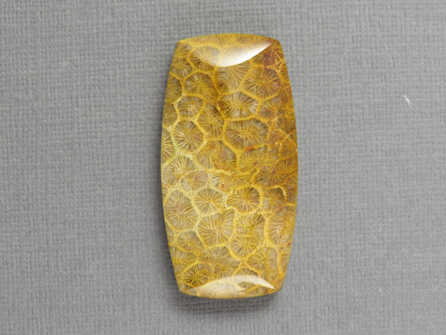 Fossilized Coral Cabochon | Agatized Coral | 40x21mm, 68ct | Indonesia | FC101 - Gem Enthusiast