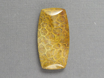 Fossilized Coral Cabochon | Agatized Coral | 40x21mm, 68ct | Indonesia | FC101 - Gem Enthusiast