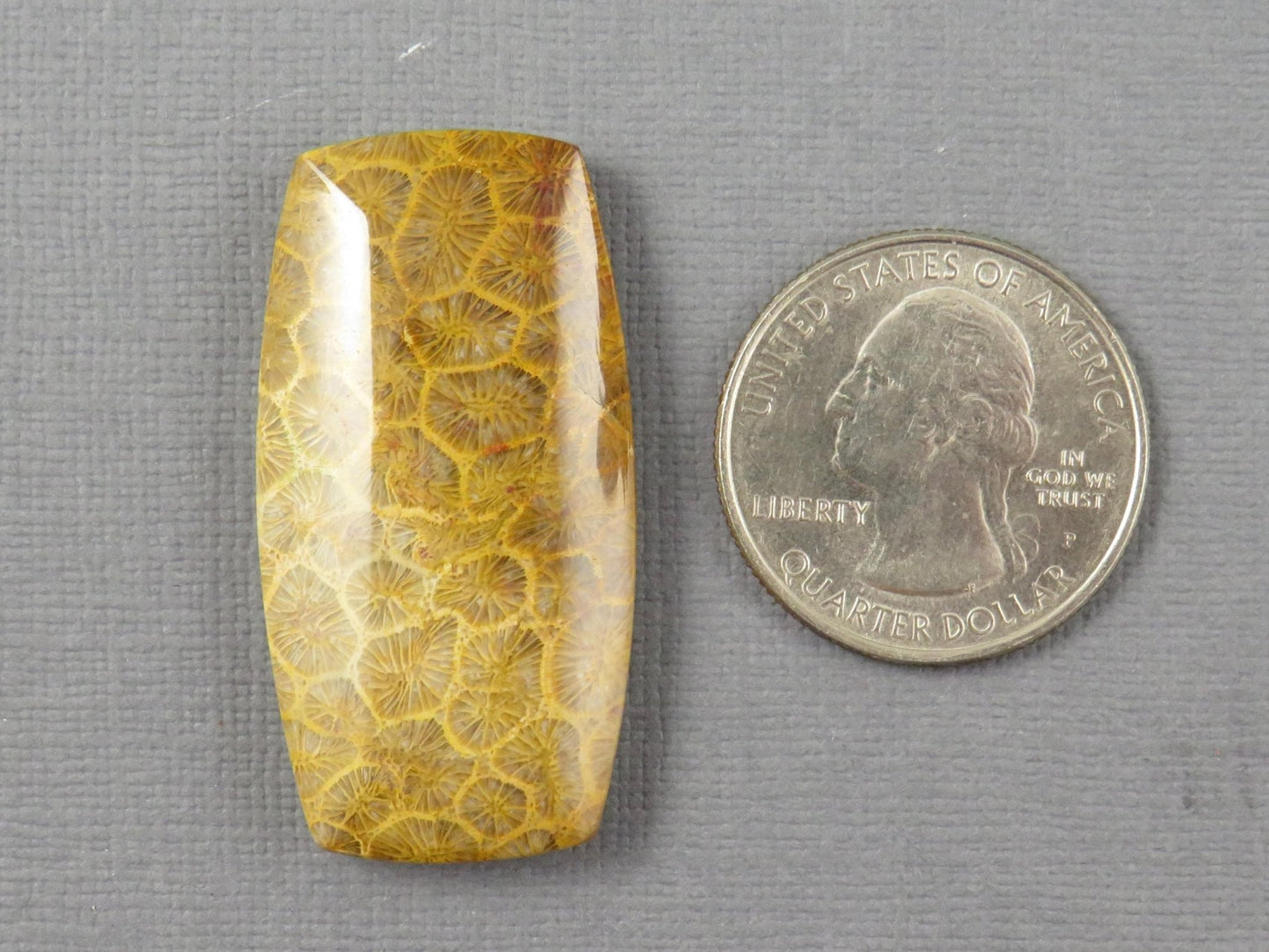 Fossilized Coral Cabochon | Agatized Coral | 40x21mm, 68ct | Indonesia | FC101 - Gem Enthusiast