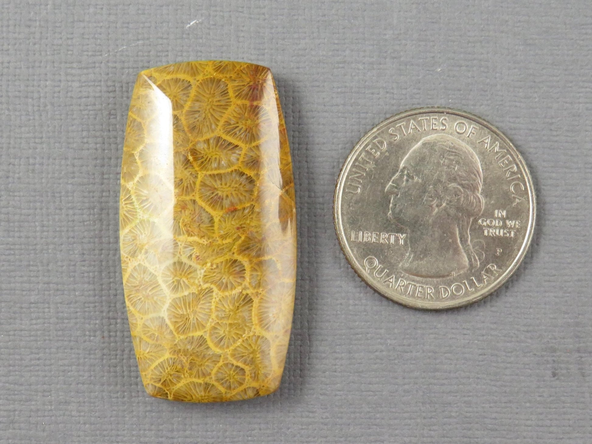 Fossilized Coral Cabochon | Agatized Coral | 40x21mm, 68ct | Indonesia | FC101 - Gem Enthusiast