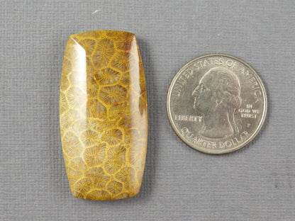 Fossilized Coral Cabochon | Agatized Coral | 40x21mm, 68ct | Indonesia | FC101 - Gem Enthusiast