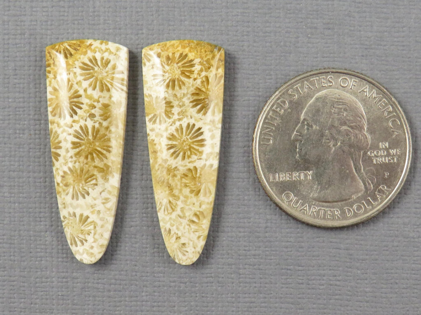 Fossilized Coral Cabochon Pair | Agatized Coral | 34x12.5mm, 26ct | Indonesia | FC102 - Gem Enthusiast