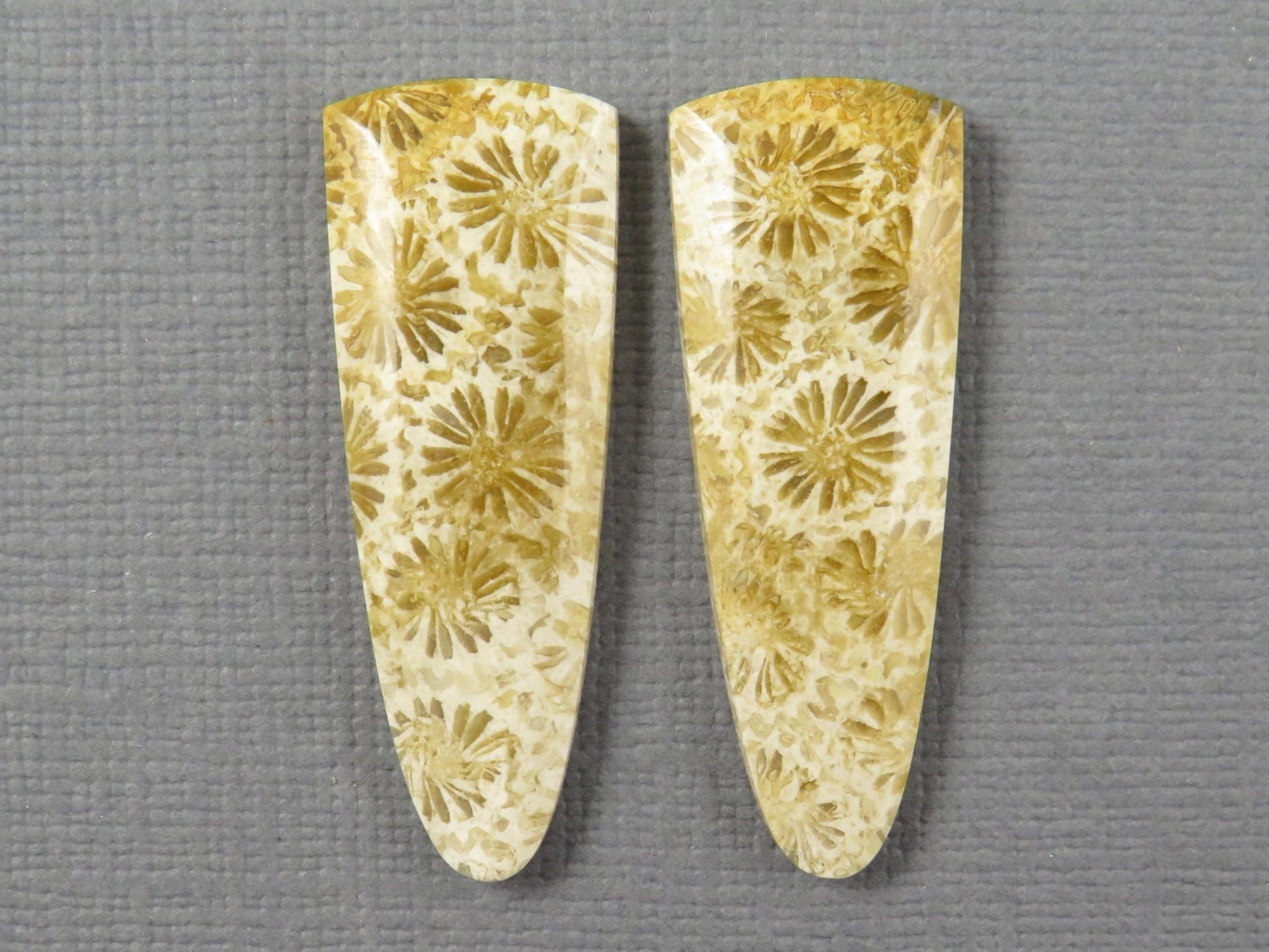 Fossilized Coral Cabochon Pair | Agatized Coral | 34x12.5mm, 26ct | Indonesia | FC102 - Gem Enthusiast