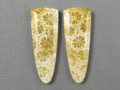 Fossilized Coral Cabochon Pair | Agatized Coral | 34x12.5mm, 26ct | Indonesia | FC102 - Gem Enthusiast