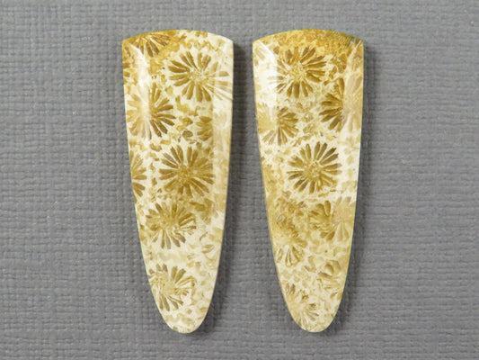 Fossilized Coral Cabochon Pair | Agatized Coral | 34x12.5mm, 26ct | Indonesia | FC102 - Gem Enthusiast