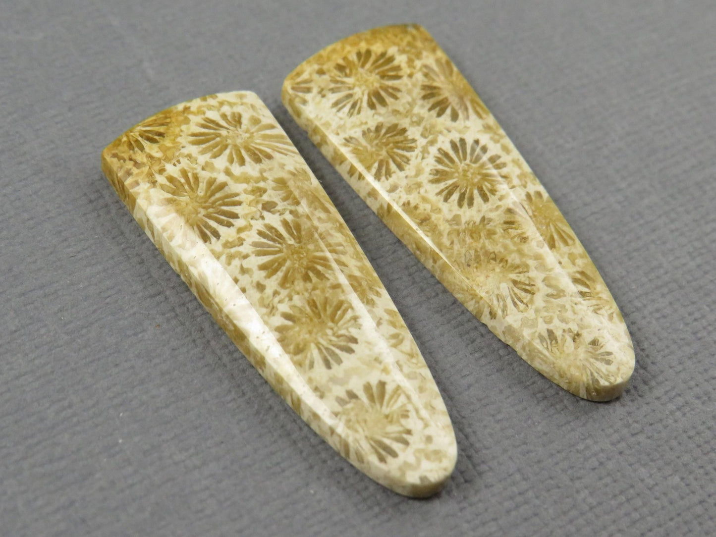 Fossilized Coral Cabochon Pair | Agatized Coral | 34x12.5mm, 26ct | Indonesia | FC102 - Gem Enthusiast
