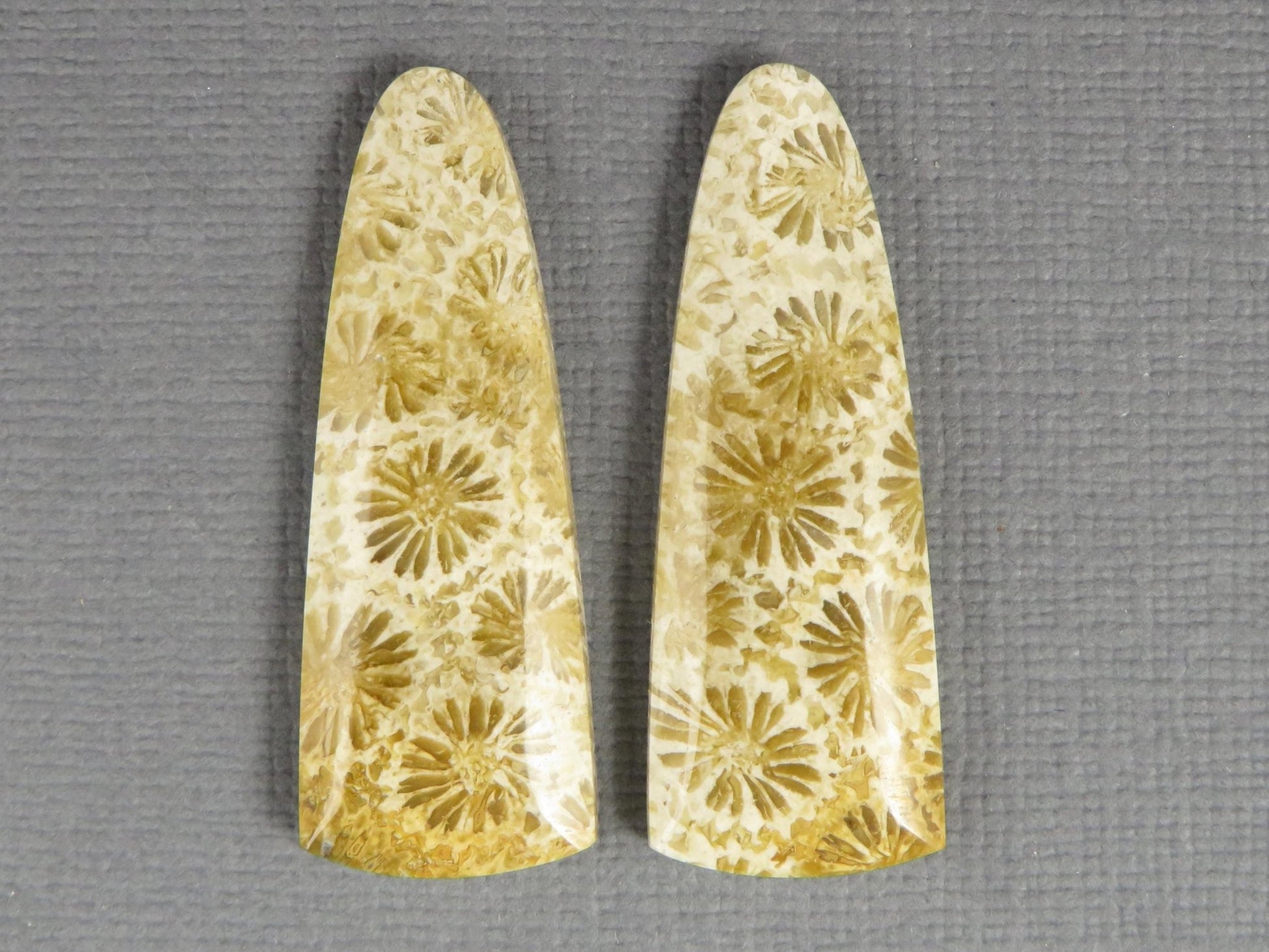 Fossilized Coral Cabochon Pair | Agatized Coral | 34x12.5mm, 26ct | Indonesia | FC102 - Gem Enthusiast