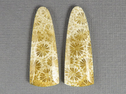 Fossilized Coral Cabochon Pair | Agatized Coral | 34x12.5mm, 26ct | Indonesia | FC102 - Gem Enthusiast