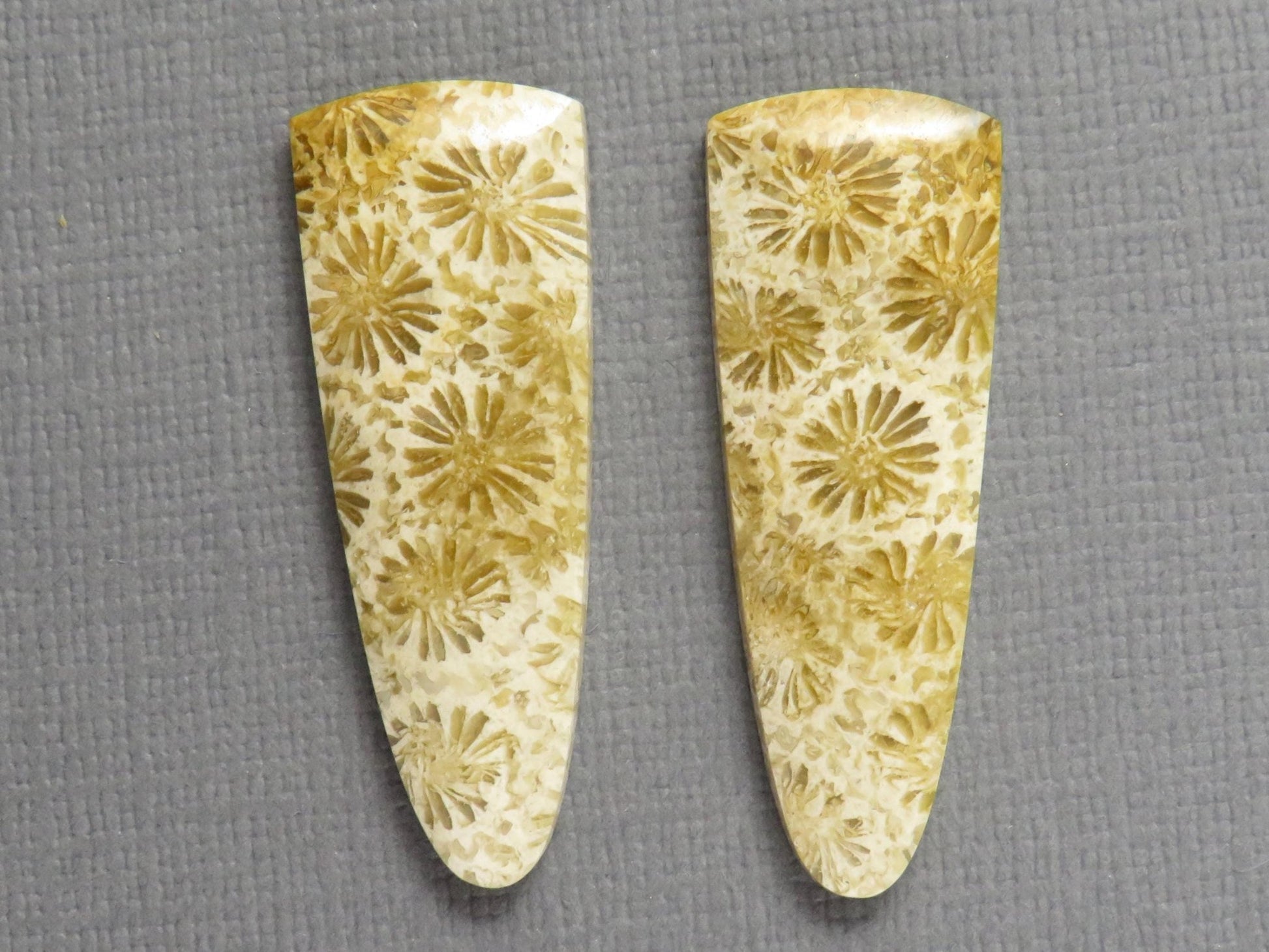 Fossilized Coral Cabochon Pair | Agatized Coral | 34x12.5mm, 26ct | Indonesia | FC102 - Gem Enthusiast