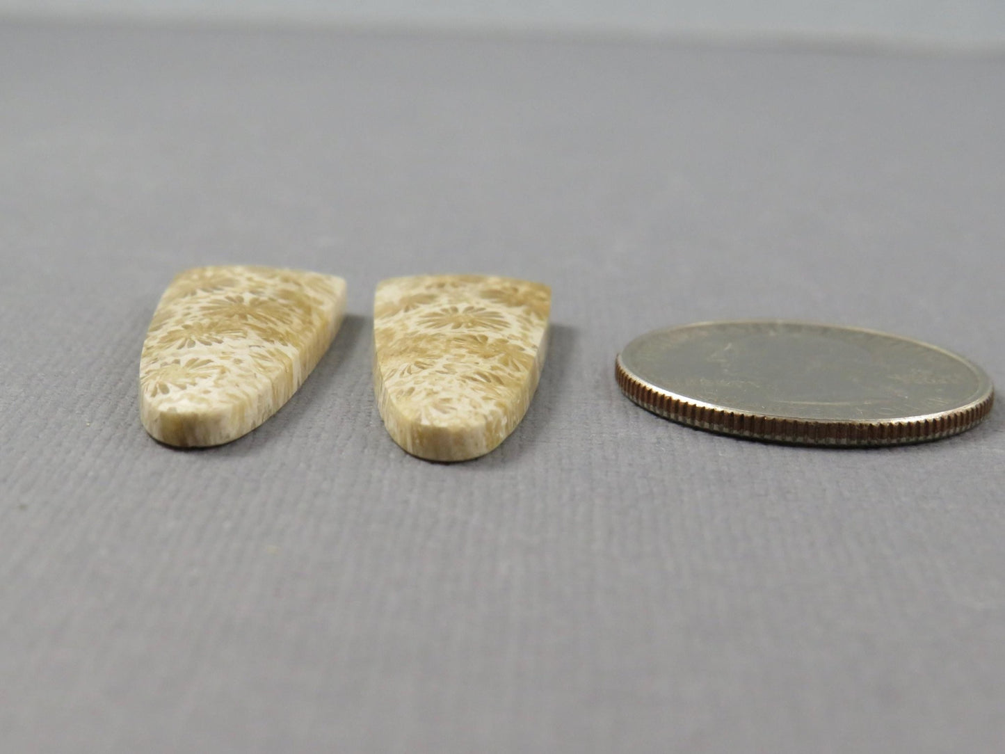 Fossilized Coral Cabochon Pair | Agatized Coral | 34x12.5mm, 26ct | Indonesia | FC102 - Gem Enthusiast