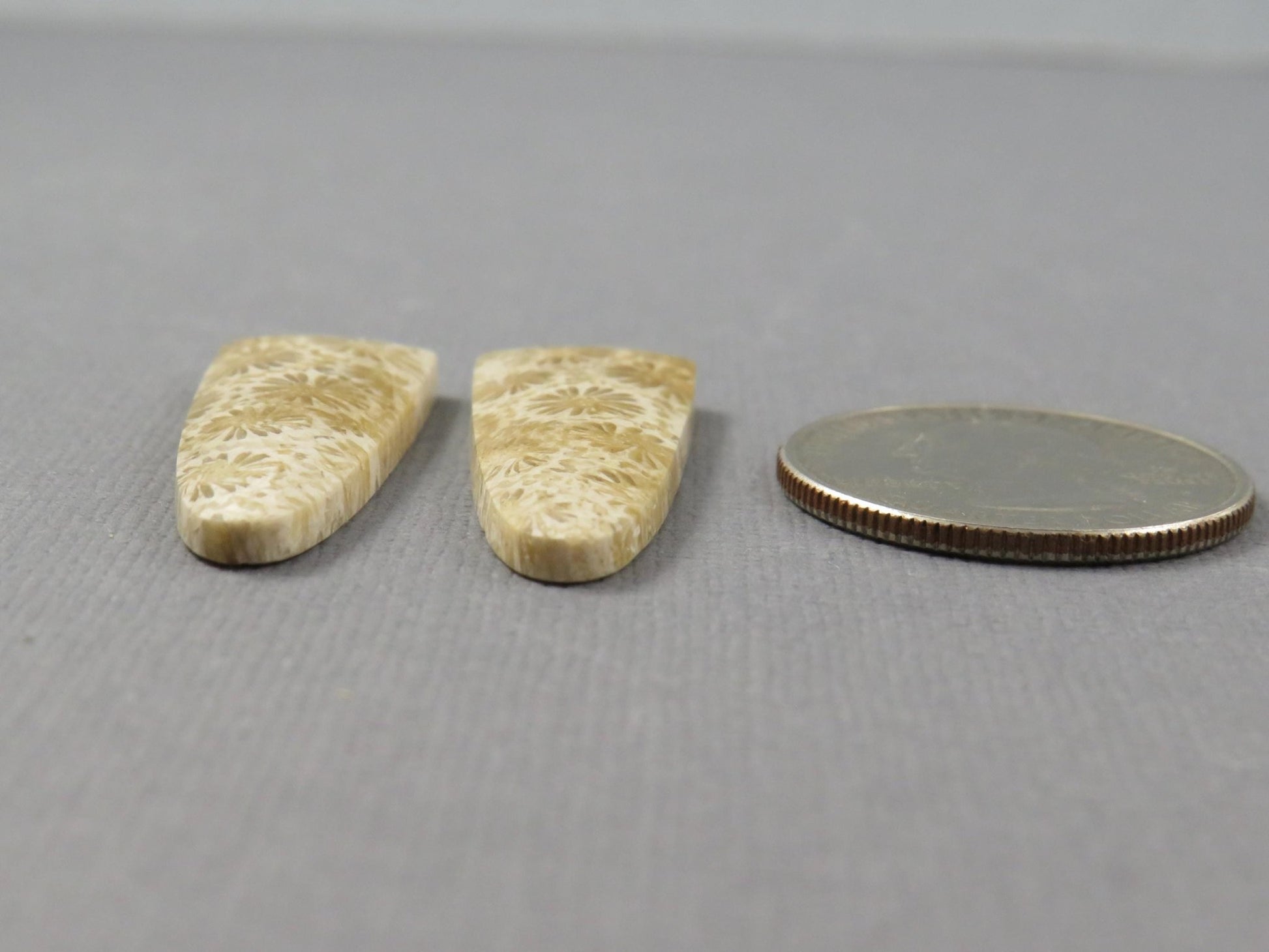 Fossilized Coral Cabochon Pair | Agatized Coral | 34x12.5mm, 26ct | Indonesia | FC102 - Gem Enthusiast