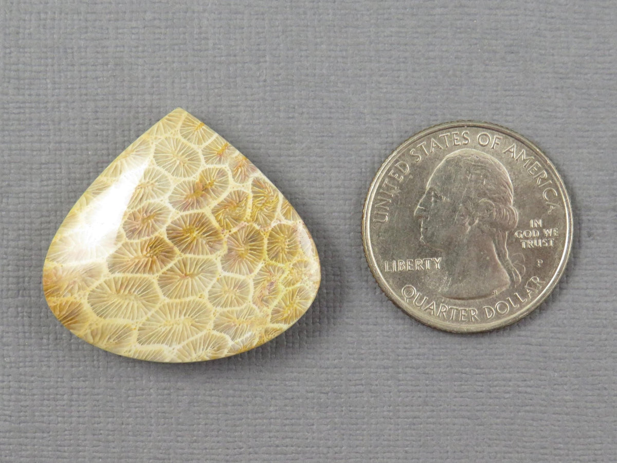 Fossilized Coral Cabochon Teardrop | Agatized Coral | 28.5x31mm, 44.7ct | Indonesia | FC100 - Gem Enthusiast