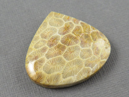 Fossilized Coral Cabochon Teardrop | Agatized Coral | 28.5x31mm, 44.7ct | Indonesia | FC100 - Gem Enthusiast