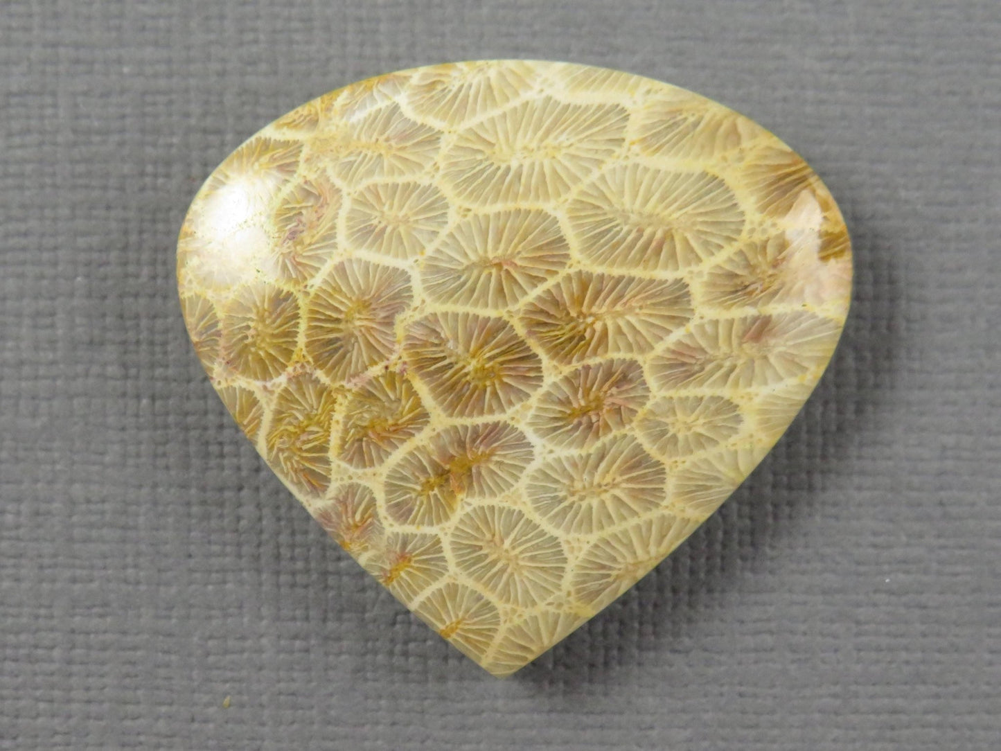 Fossilized Coral Cabochon Teardrop | Agatized Coral | 28.5x31mm, 44.7ct | Indonesia | FC100 - Gem Enthusiast