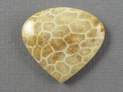 Fossilized Coral Cabochon Teardrop | Agatized Coral | 28.5x31mm, 44.7ct | Indonesia | FC100 - Gem Enthusiast