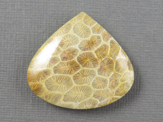 Fossilized Coral Cabochon Teardrop | Agatized Coral | 28.5x31mm, 44.7ct | Indonesia | FC100 - Gem Enthusiast