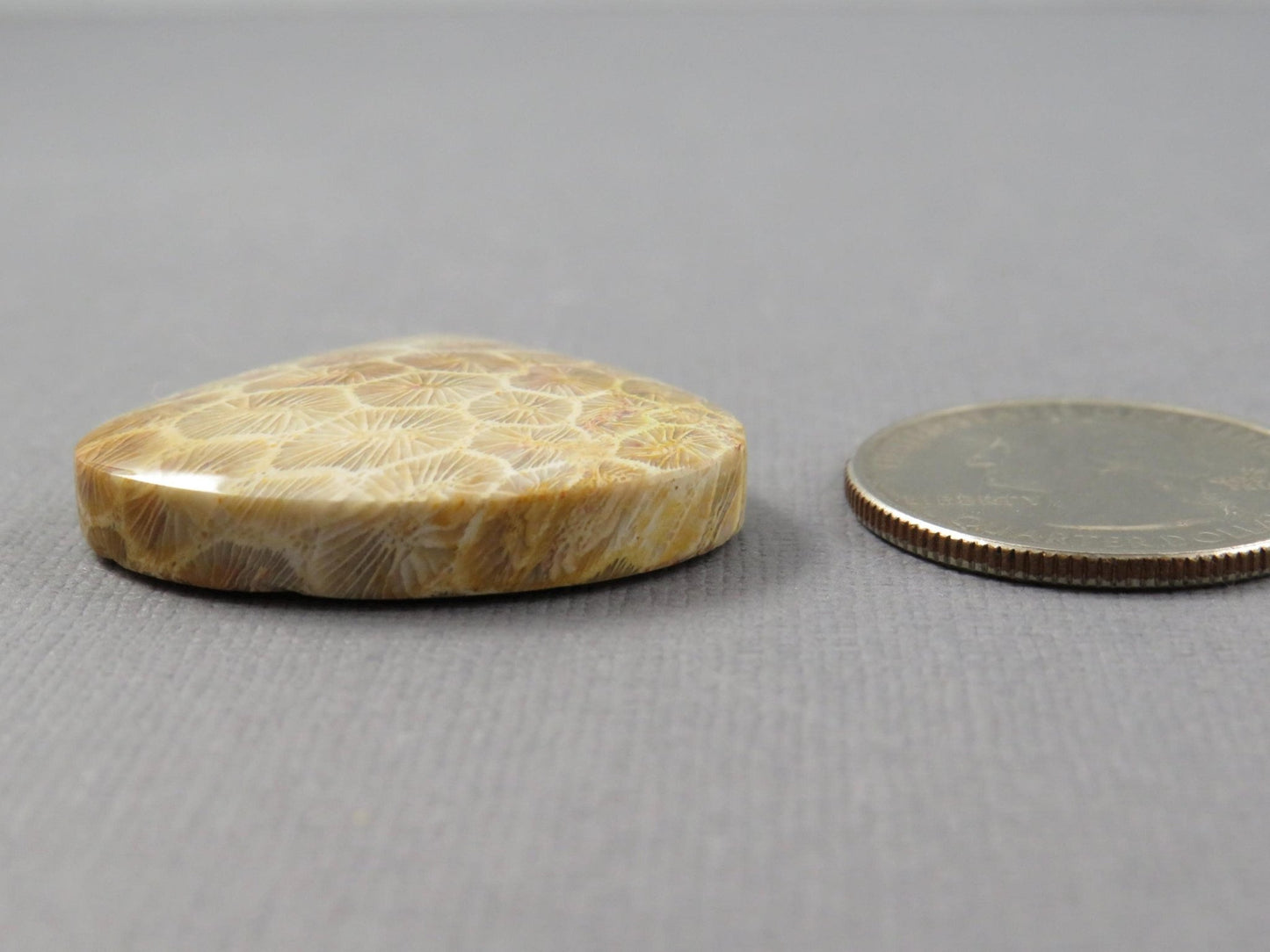 Fossilized Coral Cabochon Teardrop | Agatized Coral | 28.5x31mm, 44.7ct | Indonesia | FC100 - Gem Enthusiast
