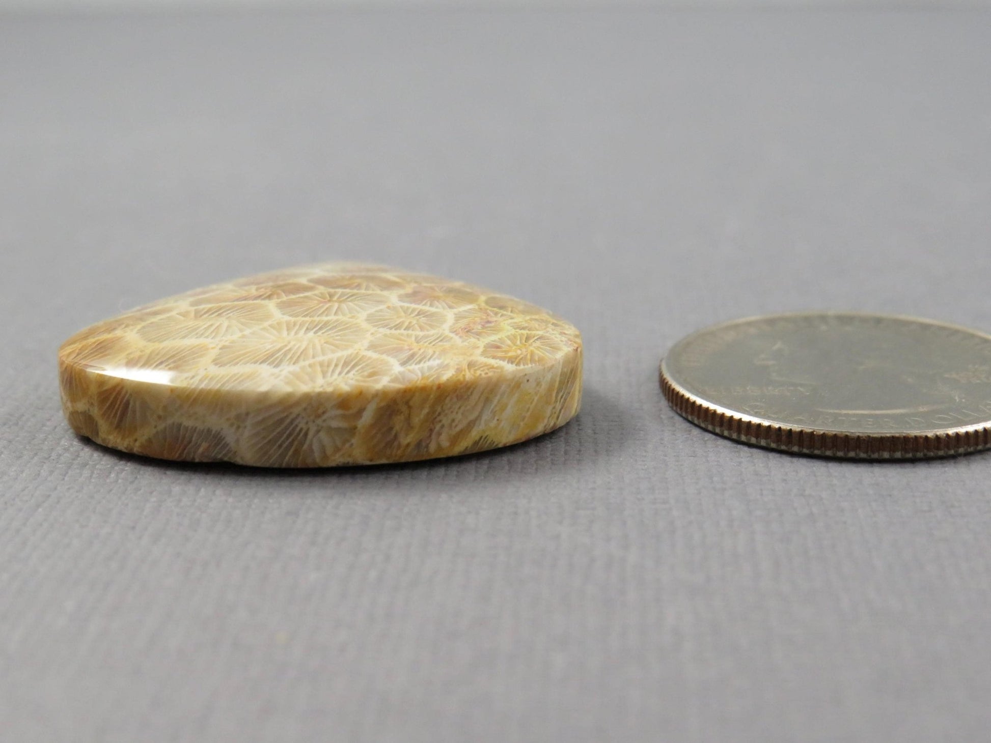 Fossilized Coral Cabochon Teardrop | Agatized Coral | 28.5x31mm, 44.7ct | Indonesia | FC100 - Gem Enthusiast