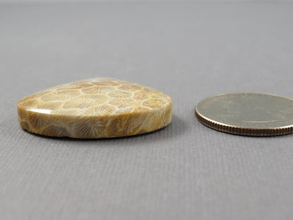 Fossilized Coral Cabochon Teardrop | Agatized Coral | 28.5x31mm, 44.7ct | Indonesia | FC100 - Gem Enthusiast