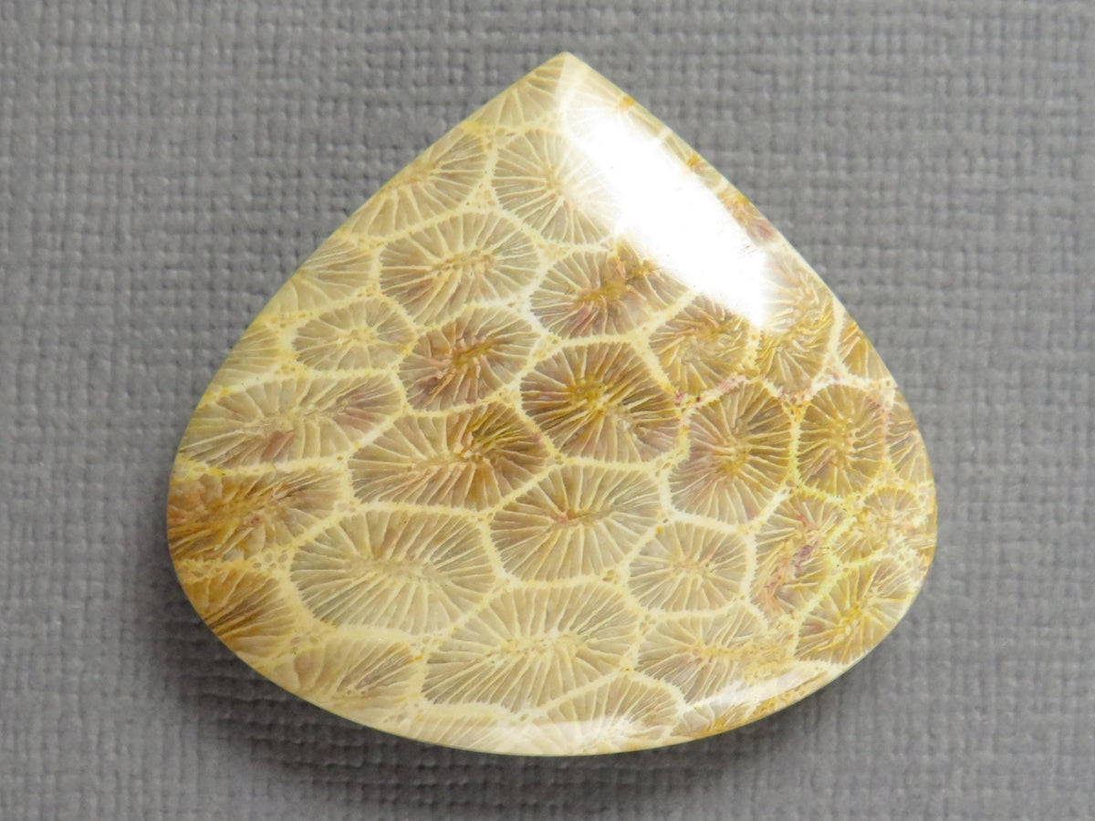 Fossilized Coral Cabochon Teardrop | Agatized Coral | 28.5x31mm, 44.7ct | Indonesia | FC100 - Gem Enthusiast