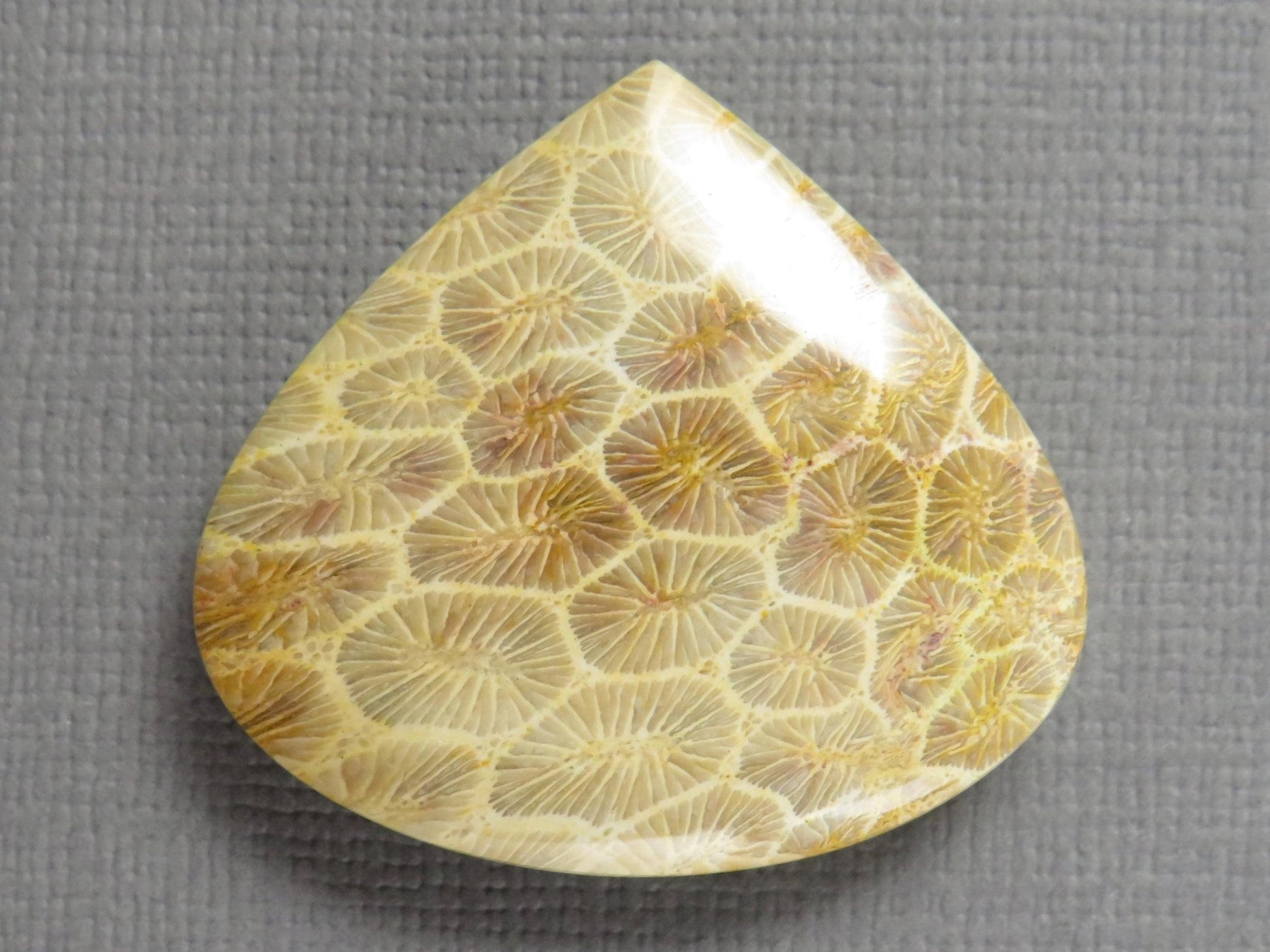 Fossilized Coral Cabochon Teardrop | Agatized Coral | 28.5x31mm, 44.7ct | Indonesia | FC100 - Gem Enthusiast