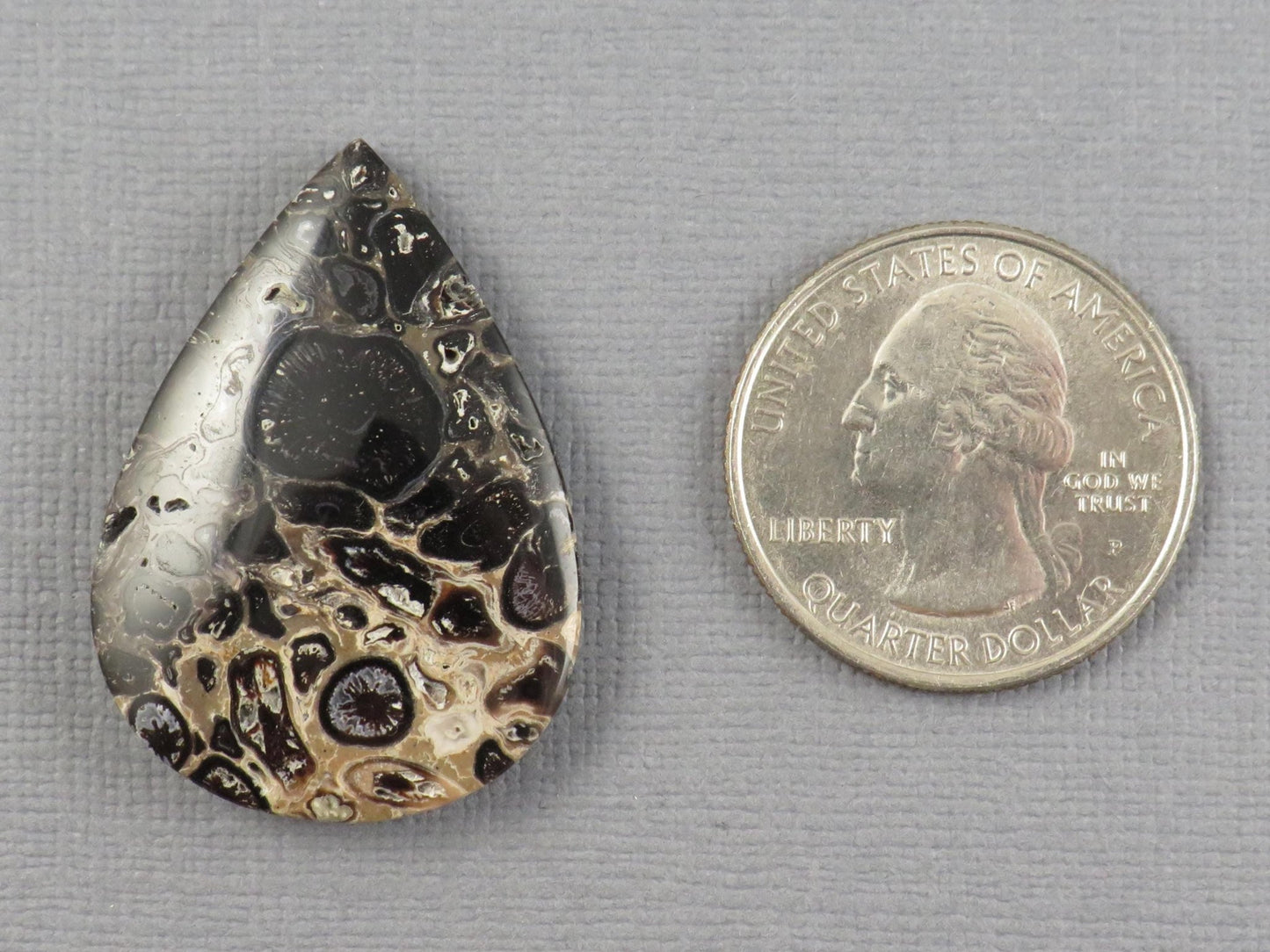 Fossilized Palm Root Cabochon Pear | Palm Root Eye | 35x25mm, 27.4ct | Indonesia | PRA105 - Gem Enthusiast
