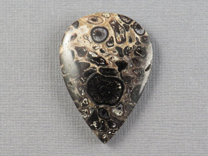 Fossilized Palm Root Cabochon Pear | Palm Root Eye | 35x25mm, 27.4ct | Indonesia | PRA105 - Gem Enthusiast