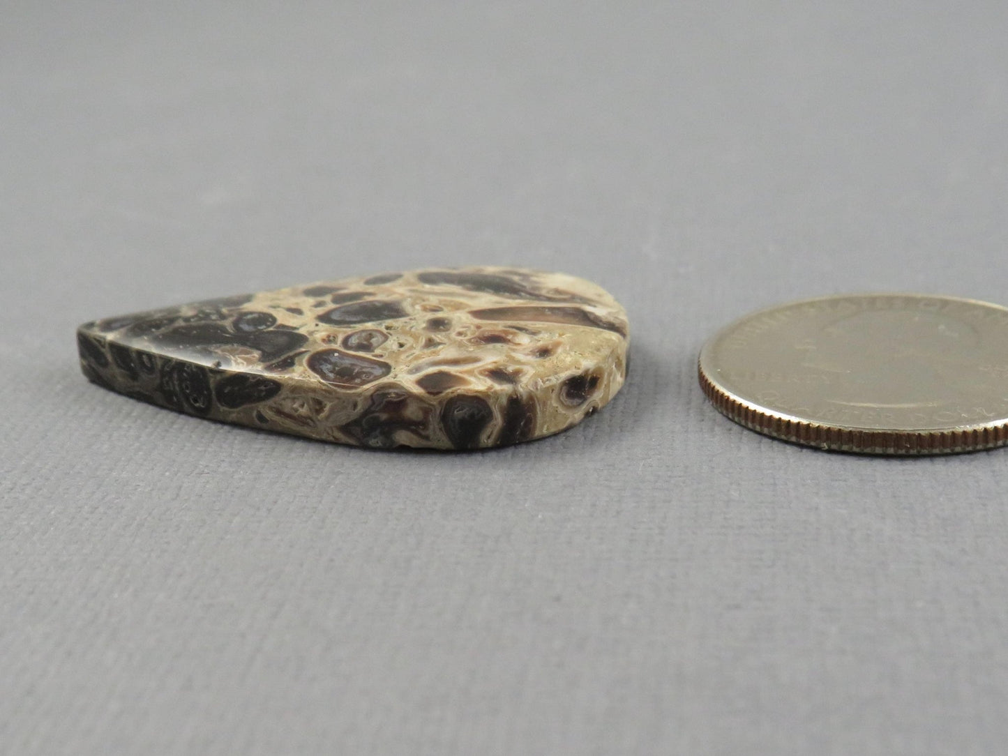 Fossilized Palm Root Cabochon Pear | Palm Root Eye | 36x25mm, 24.2ct | Indonesia | PRA106 - Gem Enthusiast