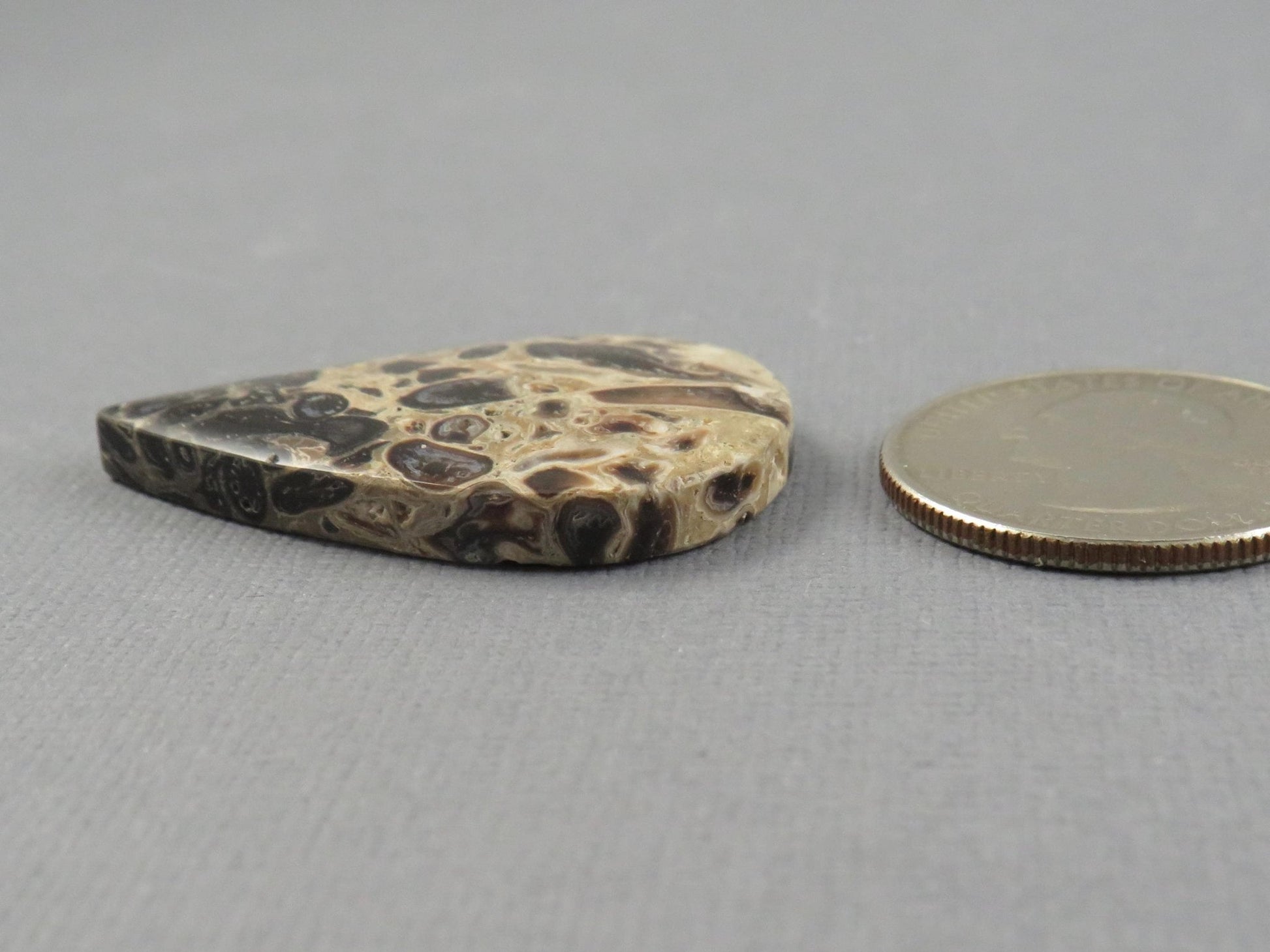 Fossilized Palm Root Cabochon Pear | Palm Root Eye | 36x25mm, 24.2ct | Indonesia | PRA106 - Gem Enthusiast