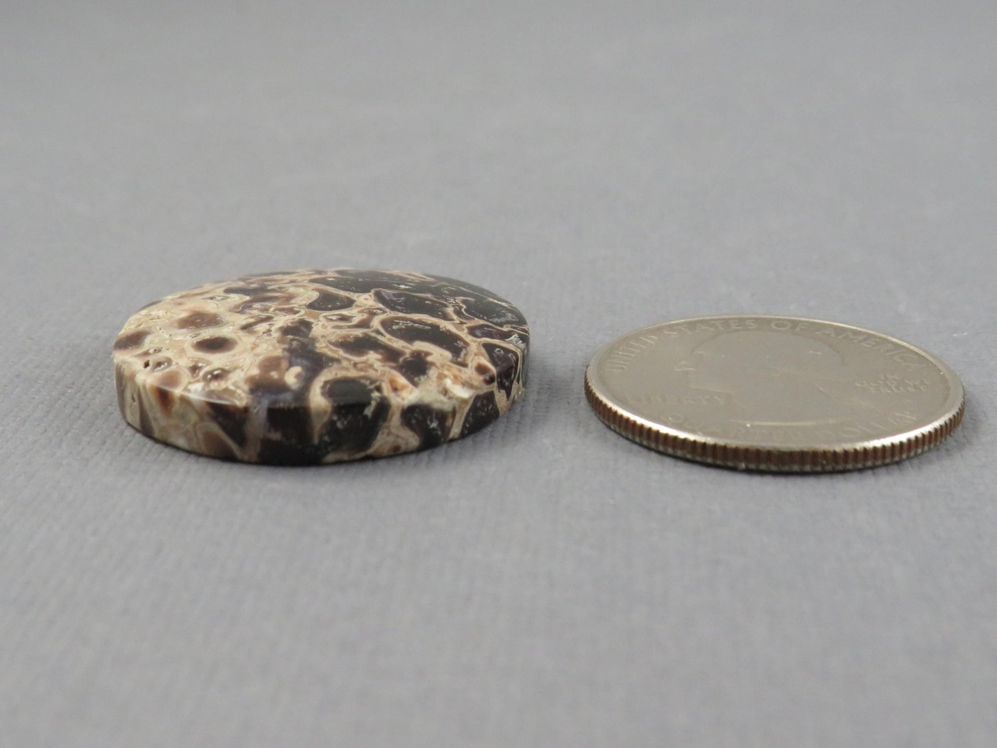 Fossilized Palm Root Cabochon Round | Palm Root Eye | 27x27mm, 23.6ct | Indonesia | PRA108 - Gem Enthusiast