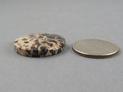 Fossilized Palm Root Cabochon Round | Palm Root Eye | 27x27mm, 23.6ct | Indonesia | PRA108 - Gem Enthusiast